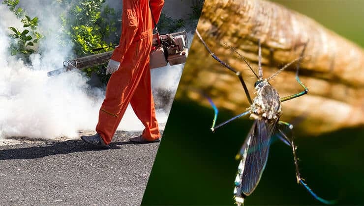 Beating the Buzz: A Comprehensive Guide to Mosquito Control in Singapore